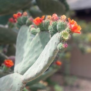 Meet your Posher, Bailey